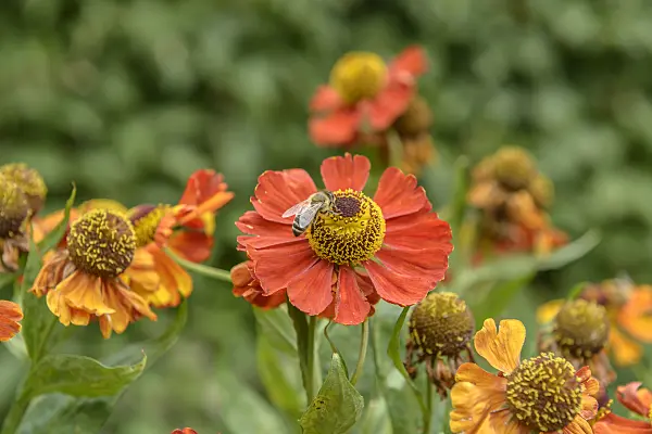 575115 - Hélénie (Helenium Baudirektor Linne)