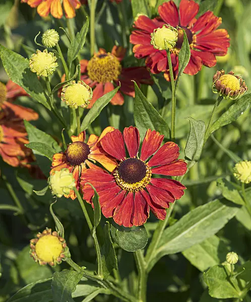 651313 - Hélénie (Helenium Baudirektor Linne)