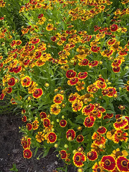403086 - Hélénie (Helenium Biedermeier)