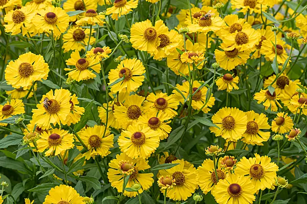 675047 - Hélénie (Helenium Blütentisch)