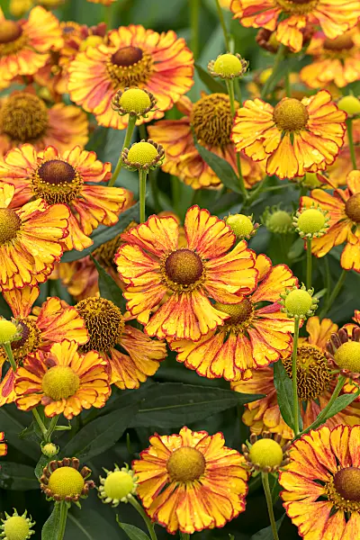 675051 - Hélénie (Helenium Can Can)