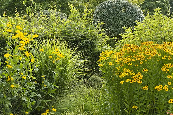 511197 - Hélénie (Helenium) et rudbeckie (Rudbeckia nitida)