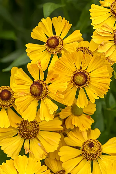 675056 - Hélénie (Helenium Goldrausch)