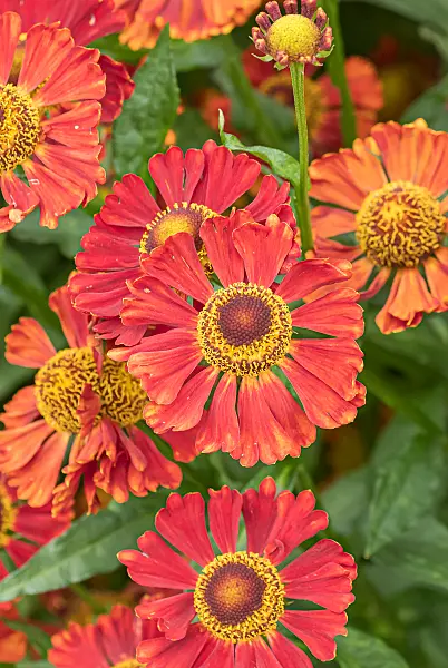 675057 - Hélénie (Helenium Indianersommer)