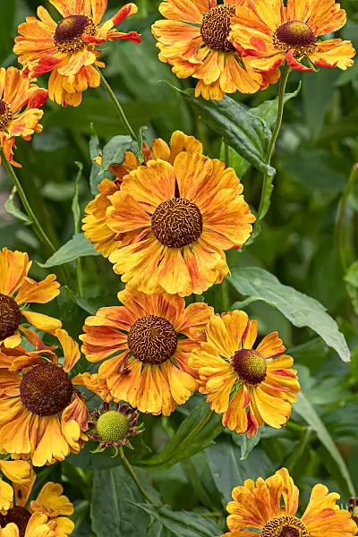 675061 - Hélénie (Helenium Moth)