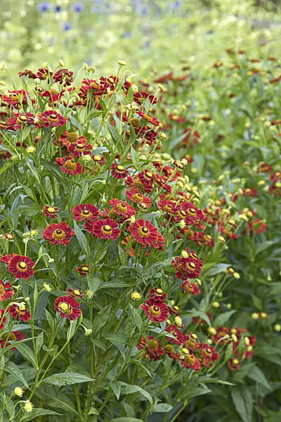 635047 - Hélénie (Helenium Rubinzwerg)