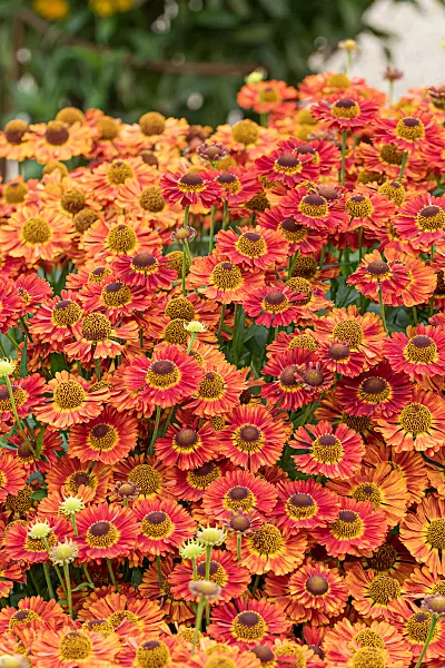 675066 - Hélénie (Helenium Salsa)