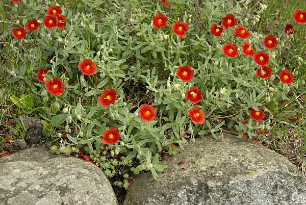 452134 - Hélianthème (Helianthemum)