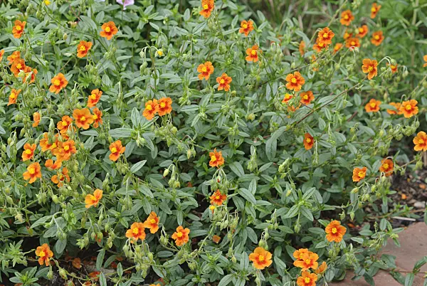 518003 - Hélianthème (Helianthemum)