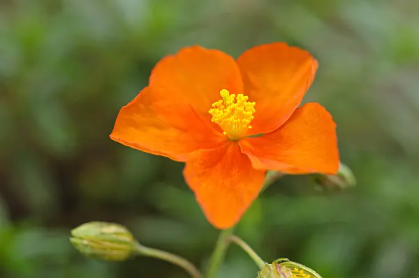 476264 - Hélianthème (Helianthemum Ben Alder)
