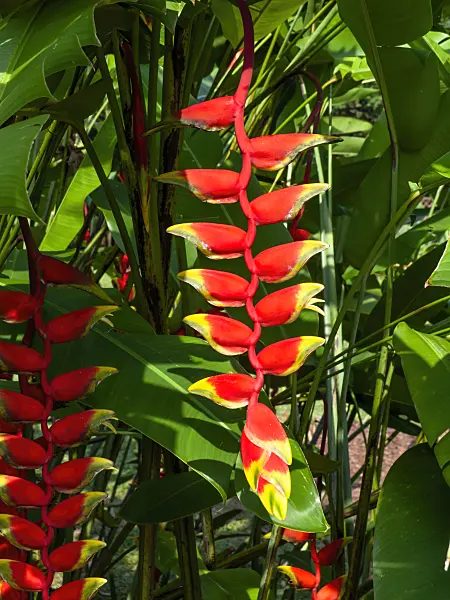 454158 - Heliconia
