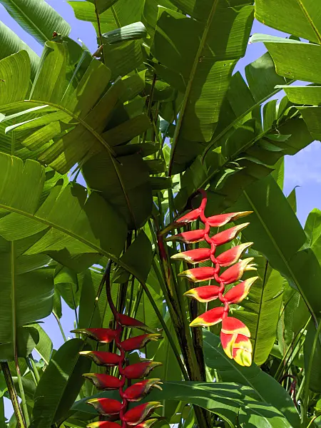 454159 - Heliconia