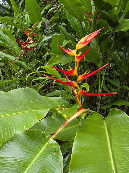 411011 - Heliconia latispatha 'Red-Yellow Gyro'