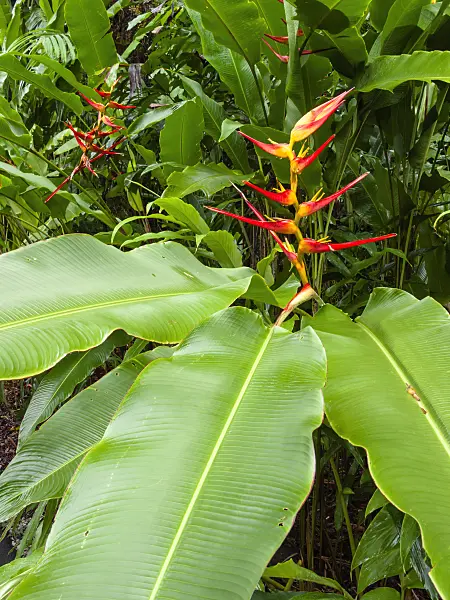 411012 - Heliconia latispatha 'Red-Yellow Gyro'