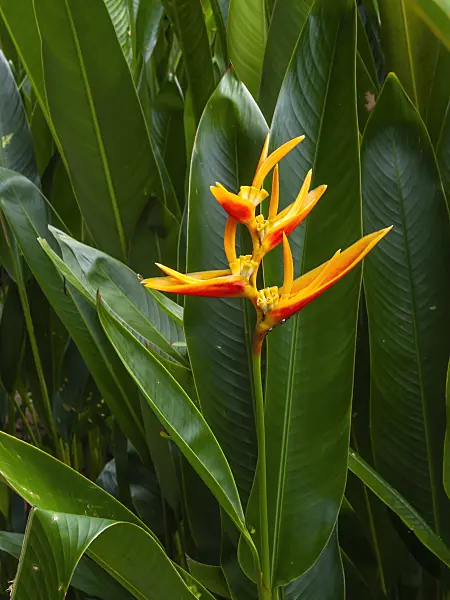 411236 - Heliconia marginata x psittacorum 'Nickeriensis'