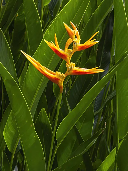 411237 - Heliconia marginata x psittacorum 'Nickeriensis'