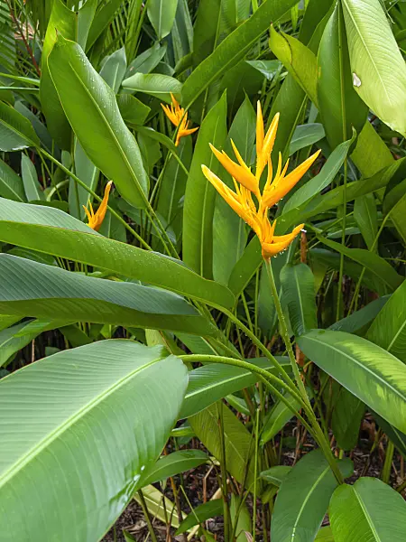 434066 - Heliconia psittacorum x spathocircinata 'Golden Torch'