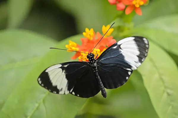 535057 - Heliconius sapho und Indianer-Seidenpflanze (Asclepias curassavica)