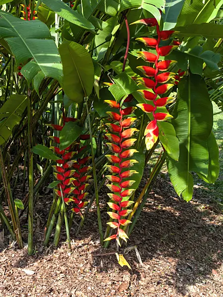 454157 - Helikonie (Heliconia)