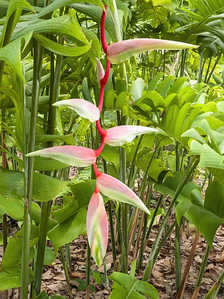411173 - Helikonie (Heliconia chartacea 'Sexy Pink')