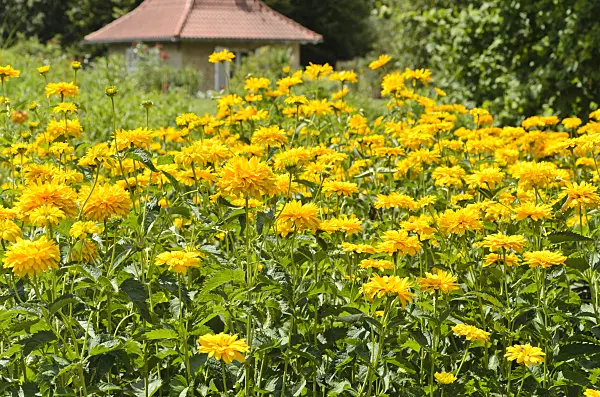 498001 - Héliopside (Heliopsis helianthoides var. scabra 'Sonnenschild')