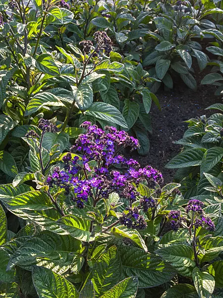 403018 - Héliotrope (Heliotropium arborescens)