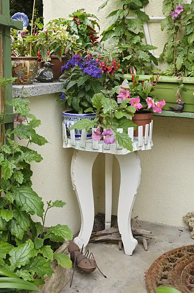 473170 - Heliotrope (Heliotropium), fuchsia (Fuchsia), Chinese foxglove (Rehmannia elata) and Brazilian jasmine (Mandevilla syn. Dipladenia) on an old flower stand