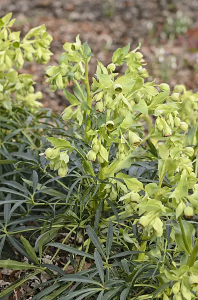 529033 - Hellébore fétide (Helleborus foetidus)