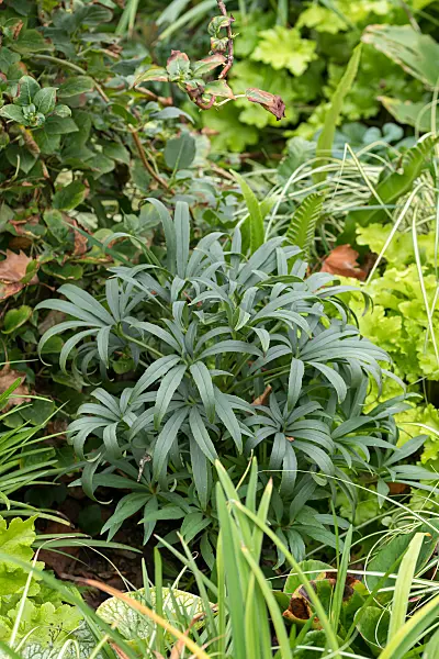 675075 - Hellébore fétide (Helleborus foetidus)