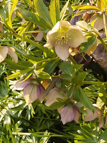 400049 - Hellebore (Helleborus)