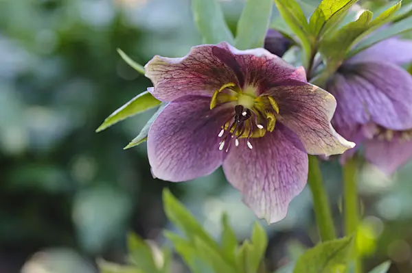 470087 - Hellebore (Helleborus)