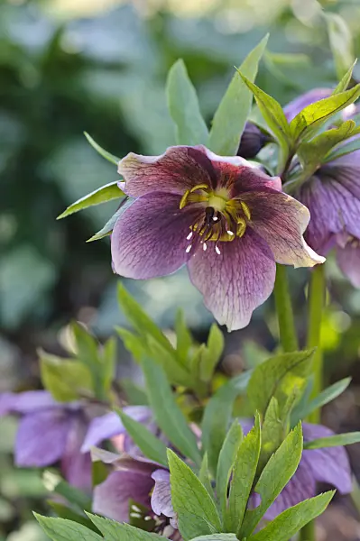 470088 - Hellebore (Helleborus)