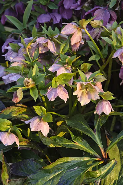 470136 - Hellebore (Helleborus)