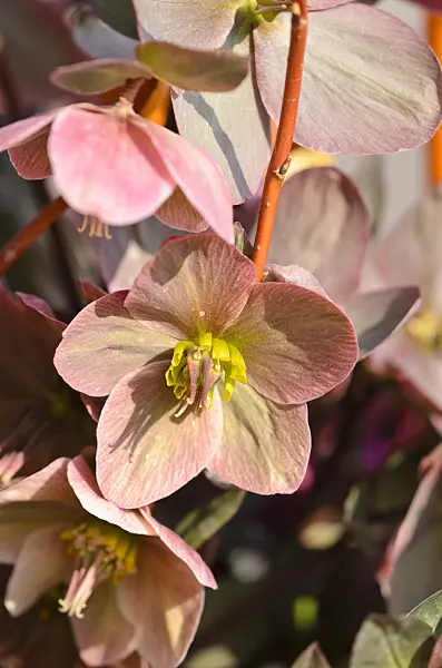 519087 - Hellebore (Helleborus)
