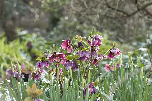625228 - Hellebore (Helleborus)