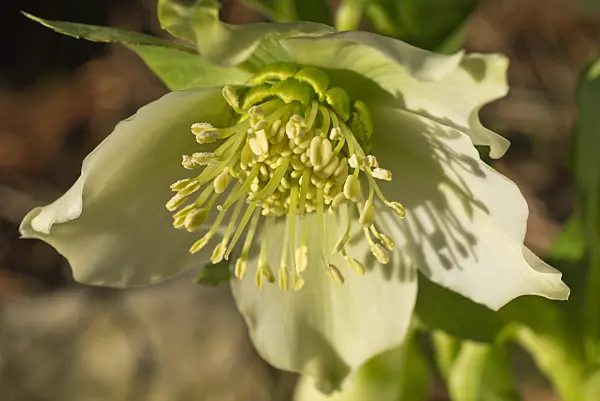 551035 - Hellebore (Helleborus caucasicus)