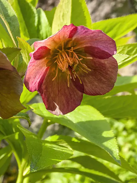 412033 - Hellebore (Helleborus dumetorum subsp. atrorubens)