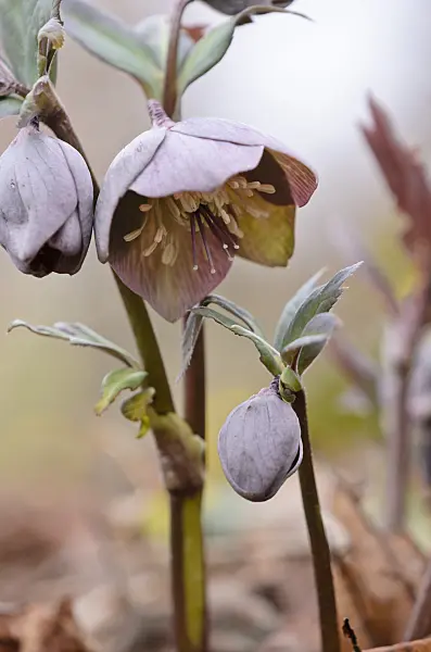 529146 - Hellebore (Helleborus purpurascens)
