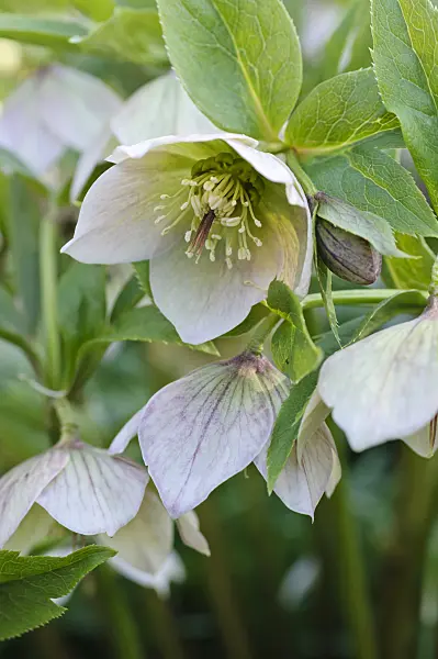 470085 - Hellebore (Helleborus spec.)