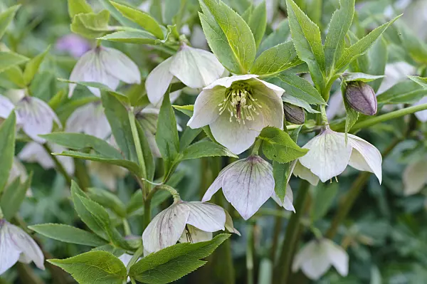 470086 - Hellebore (Helleborus spec.)