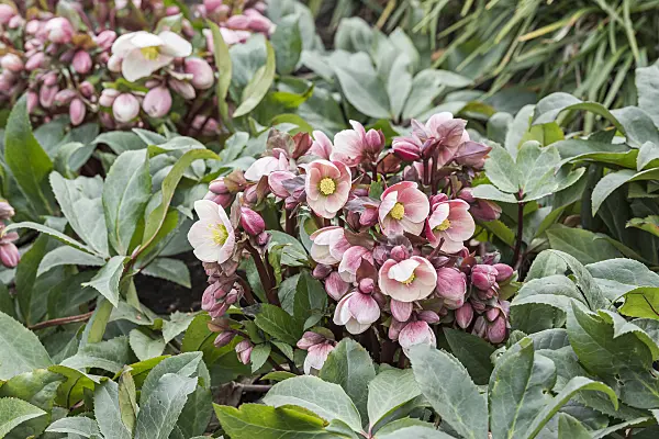 625230 - Hellebore (Helleborus x ericsmithii 'HGC Pink Frost')