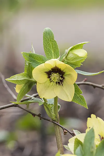 625227 - Hellebore (Helleborus x hybridus 'Harvington Yellow with Maroon Eye')