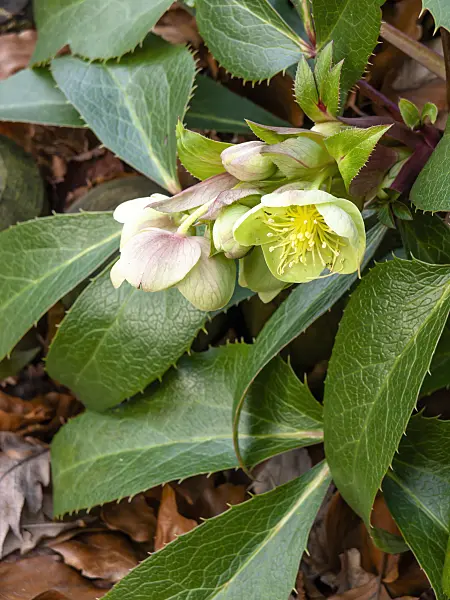 446027 - Hellebore (Helleborus x sternii)