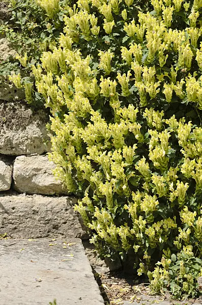 533218 - Helmkraut (Scutellaria polyodon)