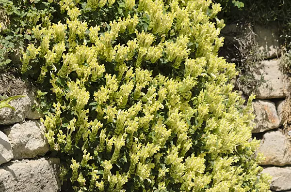 533220 - Helmkraut (Scutellaria polyodon)