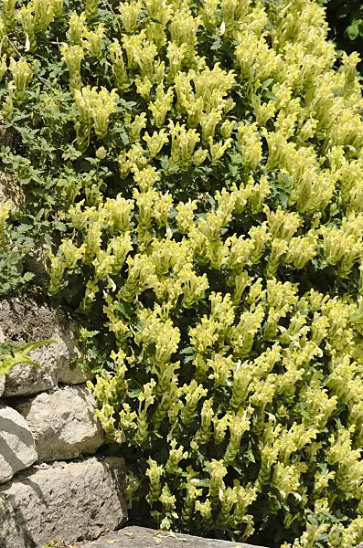 533221 - Helmkraut (Scutellaria polyodon)