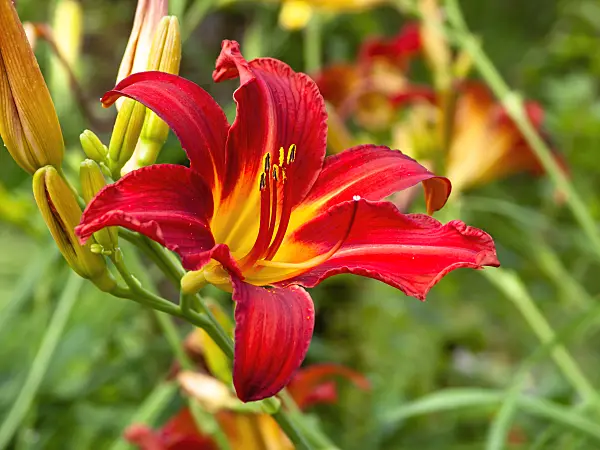439190 - Hémérocalle (Hemerocallis Alan)