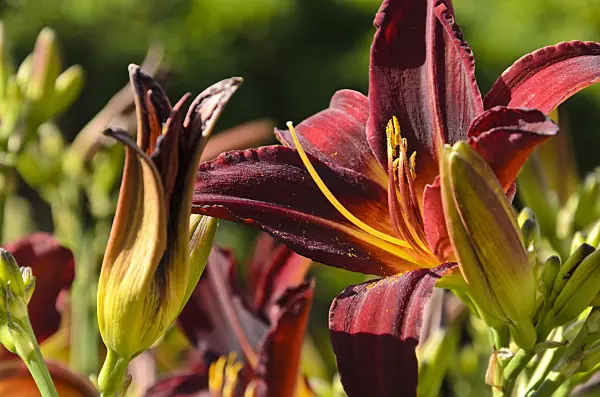 498016 - Hémérocalle (Hemerocallis Arriba)