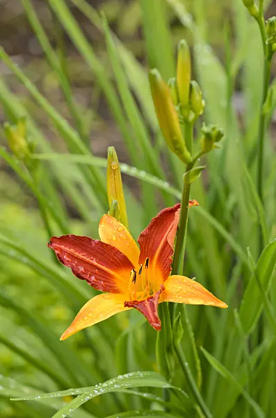 521459 - Hémérocalle (Hemerocallis Caballero)