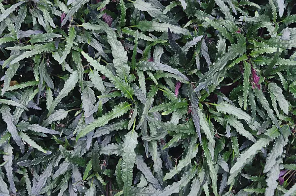 466105 - Hemigraphis repanda